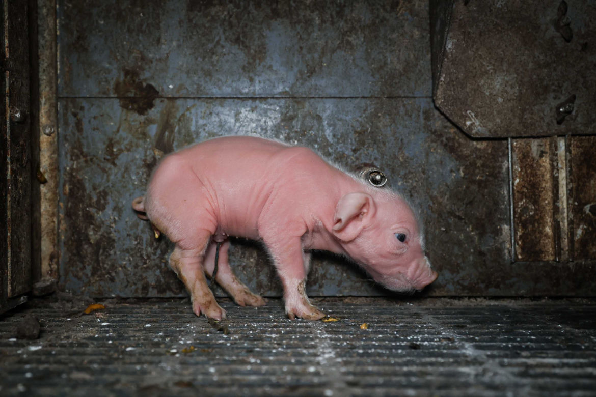 Wyróżnienie za zdjęcie „Dzieciństwo” – Andrew Skowron / We Animals