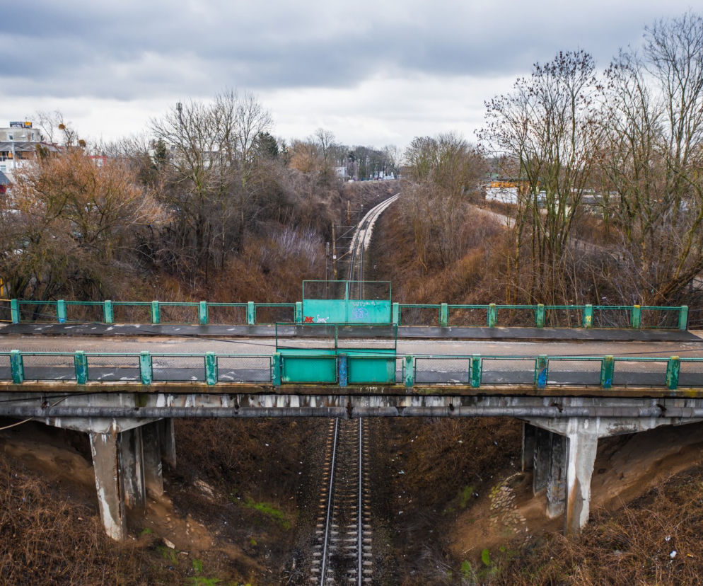 Dzień Kota 2021. Prezydent Płocka: Kot ze starego wiaduktu trafi do Zoo Płock [ZDJĘCIA]