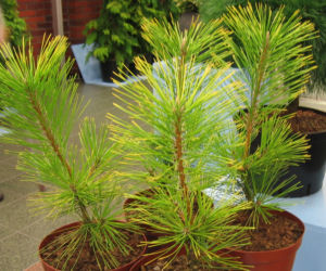 Sosna Thunberga 'Ogon'