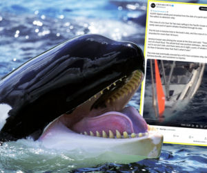 Wieloryby staranowały jacht na środku oceanu! Załoga walczyła o życie przez 18 godzin