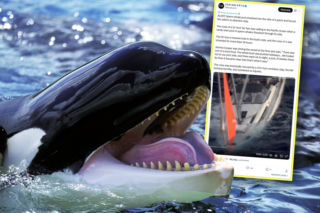 Wieloryby staranowały jacht na środku oceanu! Załoga walczyła o życie przez 18 godzin