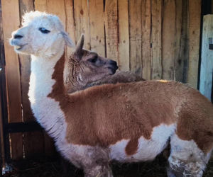 Żywa szopka w Żydowcach