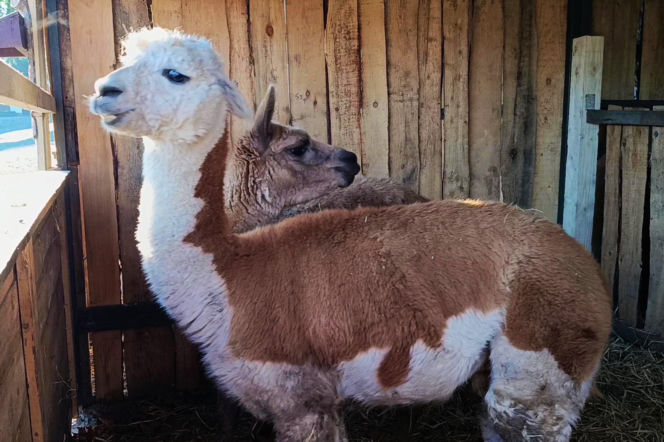 Żywa szopka w Żydowcach