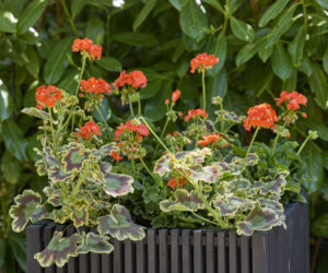 Pelargonie