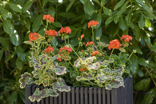 Pelargonie