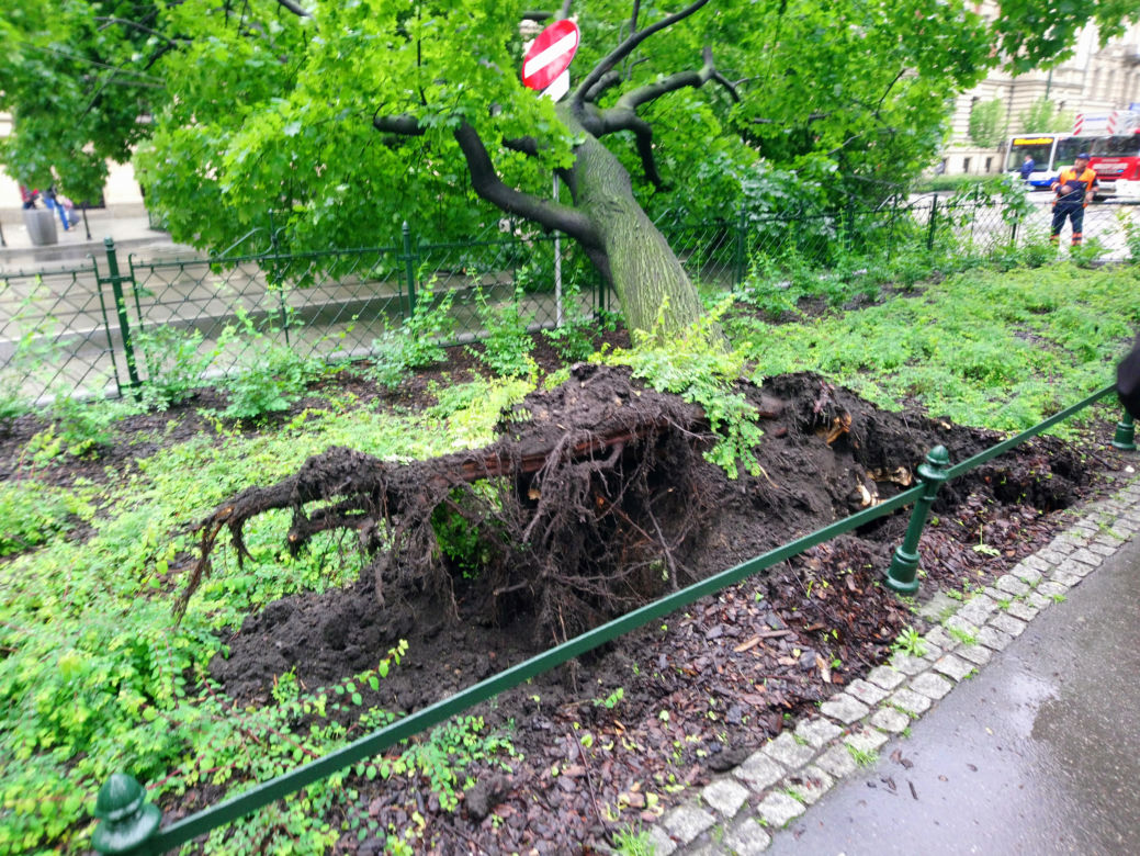 Kraków: O krok od tragedii na Basztowej. Potężne drzewo runęło na ulicę i torowisko