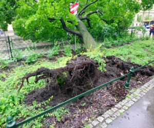 Kraków: O krok od tragedii na Basztowej. Potężne drzewo runęło na ulicę i torowisko
