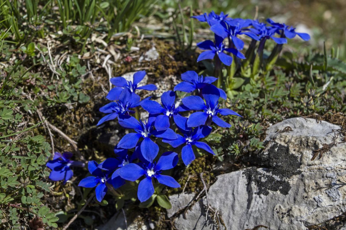 Goryczka wiosenna