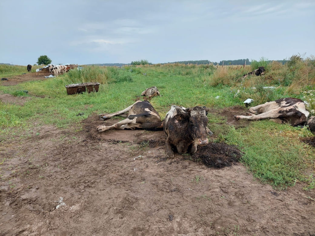 Koszmar zwierząt na Mazurach. Krowy tarzały się w błocie, wiele z nich umierało w męczarniach