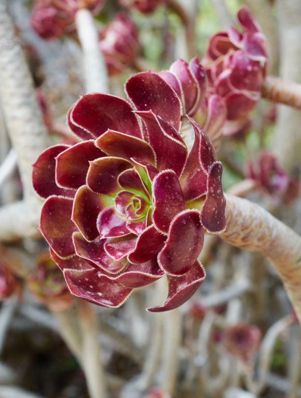 Eonium drzewiaste