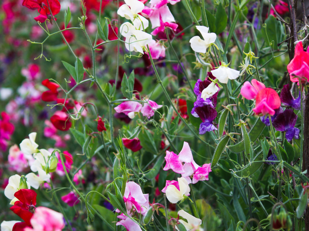 Groszek pachnący (Lathyrus odoratus)