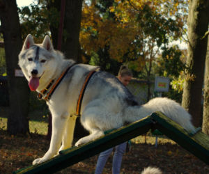 Husky opanowały Psi Park! [GALERIA]