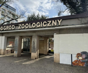 Artysta namalował mural z małpką Punch i wpadł w kłopoty! Zaskakujący finał