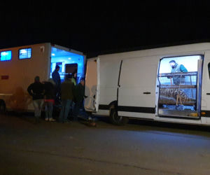 Wycieńczone tygrysy trafiły do ZOO w Poznaniu