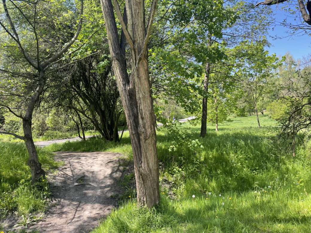 Kraków ma najdłuższy park w Polsce. Poznajcie Młynówkę Królewską! 
