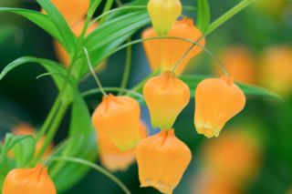 Sandersonia pomarańczowa - Sandersonia aurantiaca