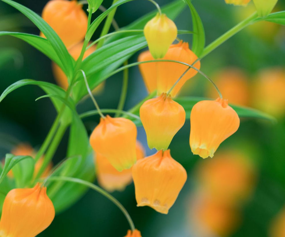 Sandersonia pomarańczowa