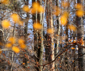 Rezerwat Segiet udostępni nowe szlaki dla mieszkańców