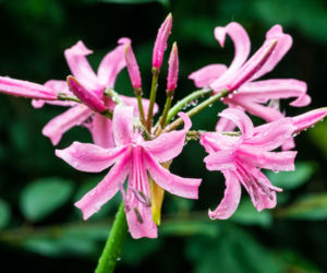 Nerina Bowdena
