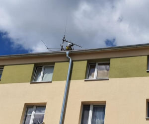 Ptak zaplątał się w antenę telewizyjną i nie mógł się uwolnić! Interweniowali strażacy [ZDJĘCIA]