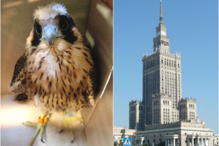 Warszawa. Varso żyje! Młody sokół z Pałacu Kultury odnaleziony