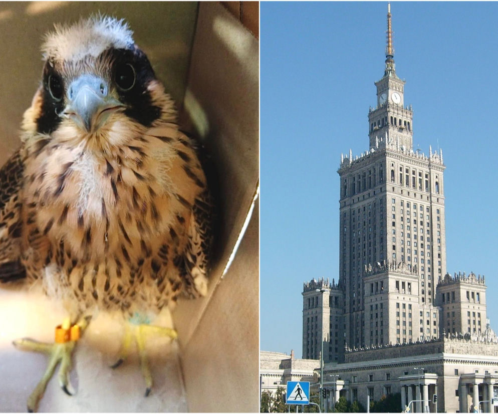Warszawa. Varso żyje! Młody sokół z Pałacu Kultury odnaleziony