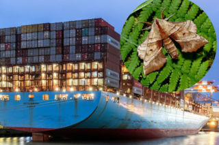 Inwazyjne owady podróżują na gapę. Globalny transport sprzyja ich rozprzestrzenianiu