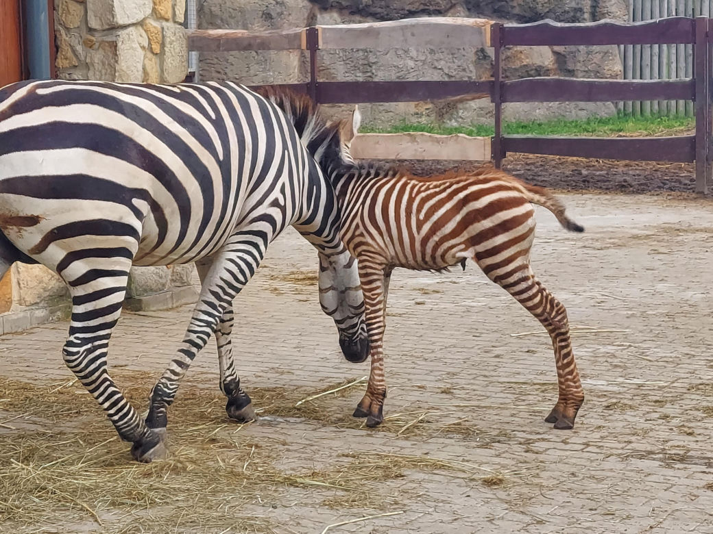 Mała zebra w zamojskim ZOO