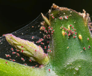 Jak skutecznie walczyć z przędziorkami? 