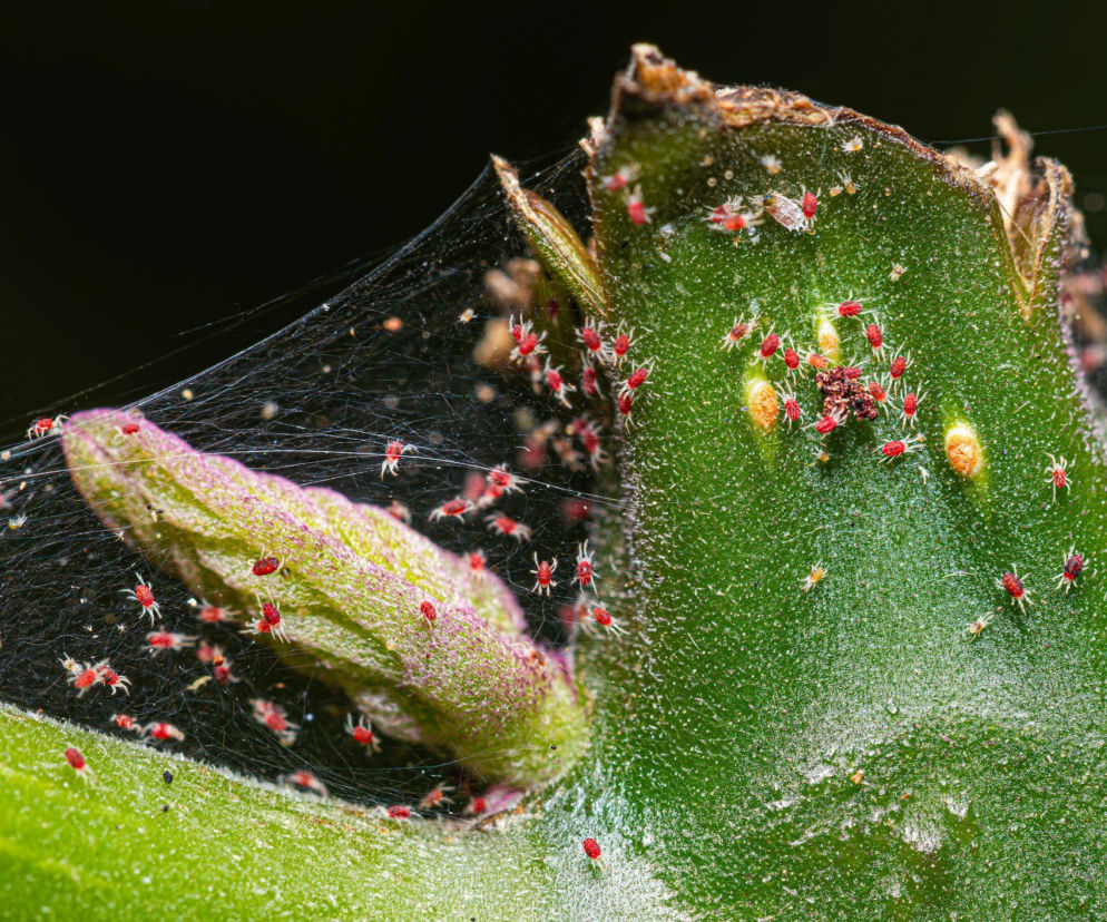 Jak skutecznie walczyć z przędziorkami? 