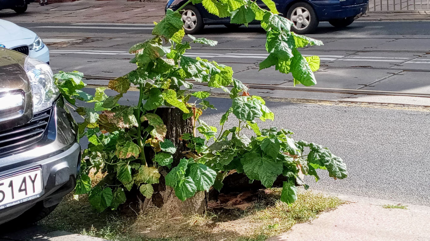Wycięte drzewa w centrum Szczecina nagle odżyły