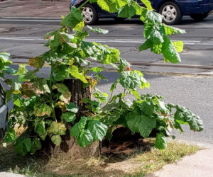 Wycięte drzewa w centrum Szczecina nagle odżyły