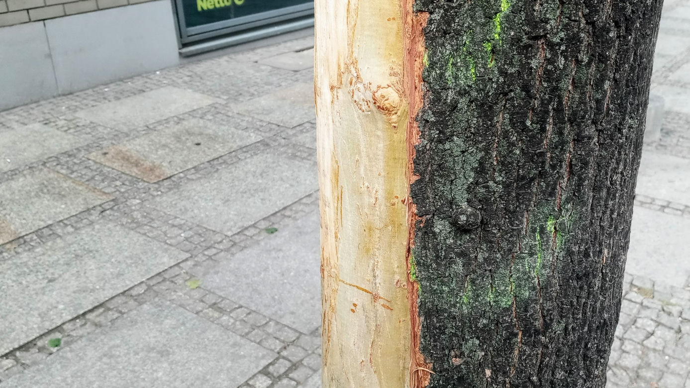 Ktoś celowo okalecza drzewa w centrum Szczecina