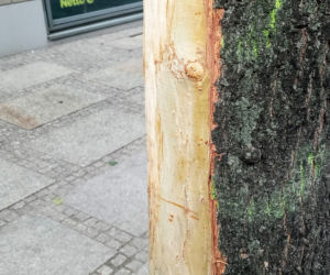 Ktoś celowo okalecza drzewa w centrum Szczecina