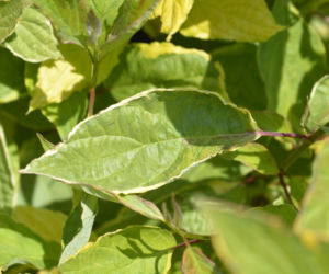 Dereń biały 'Spaethii'