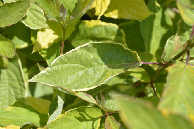 Dereń biały 'Spaethii'