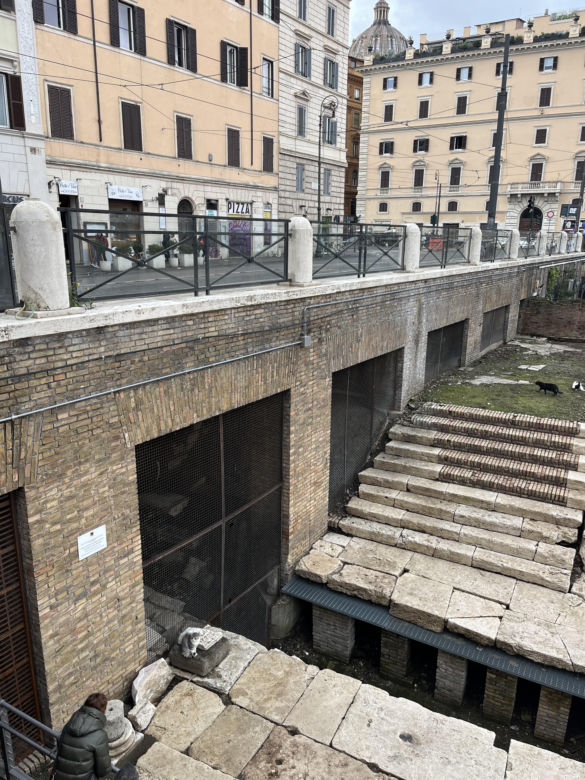 Largo Argentina w Rzymie. Koty zamieszkały w starożytnych ruinach - zobacz zdjęcia