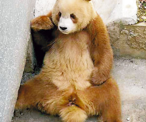 Fałszywa panda