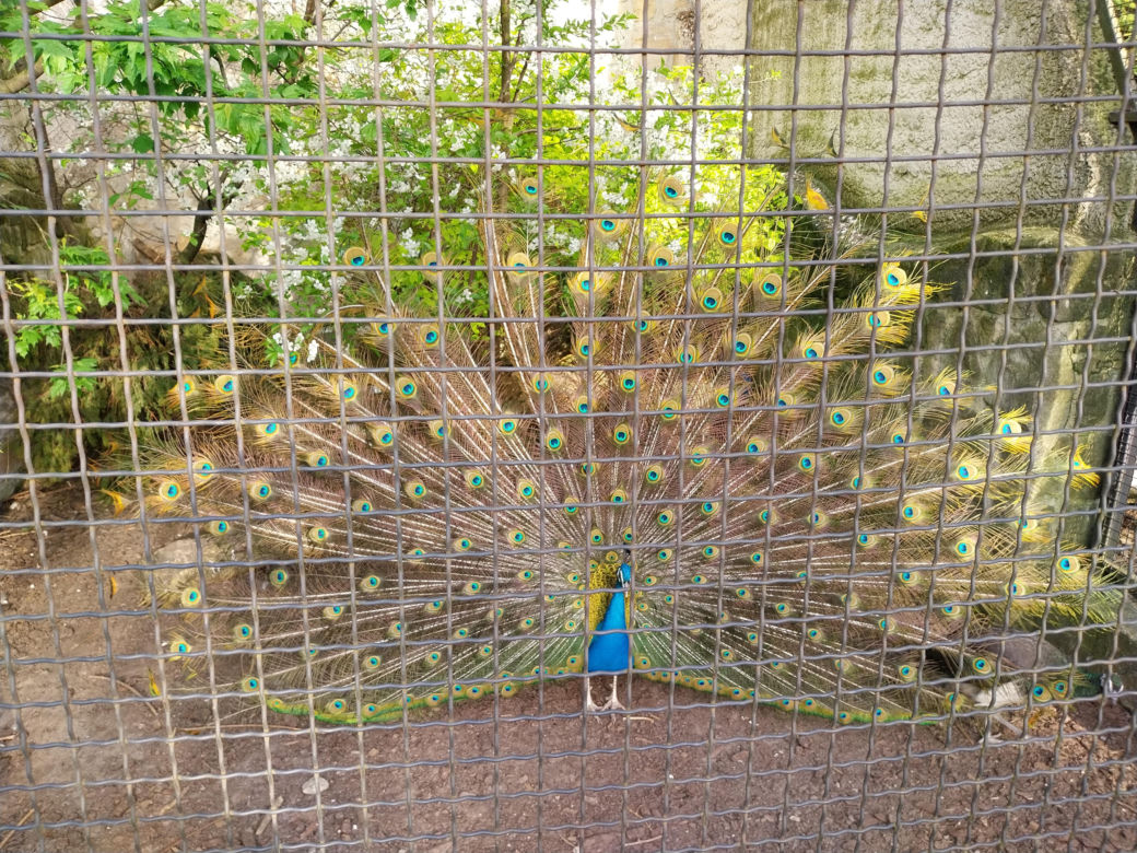 Wiosenny spacer w zamojskim zoo