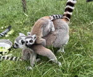 W zoo pod Lublinem urodził się lemur