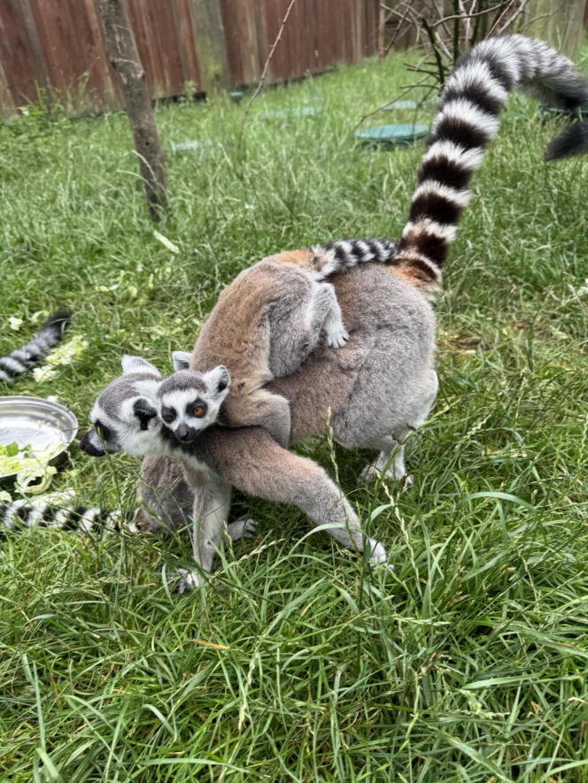 W zoo pod Lublinem urodził się lemur