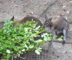 Nowi mieszkańcy w gdańskim zoo!