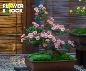 Atak Gigantów oraz Światowa wystawa orchidei, bonsai i sukulentów