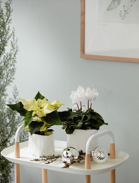 Cyklamen perski, Cyclamen persicum