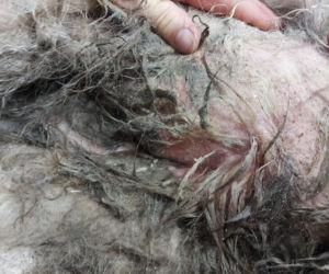 Śląskie: Co za horror! Pies był żywcem zjadany przez robaki! Nic nie dało się już zrobić [ZDJĘCIA]