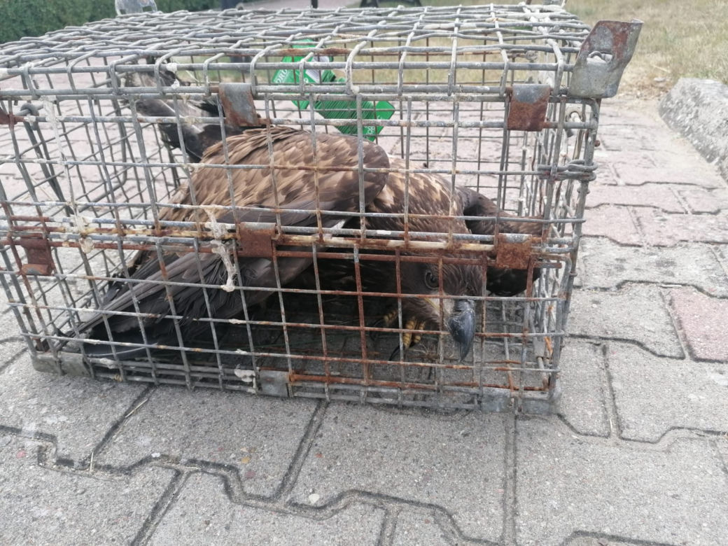 Policjanci uratowali Orła