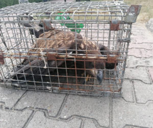 Policjanci uratowali Orła