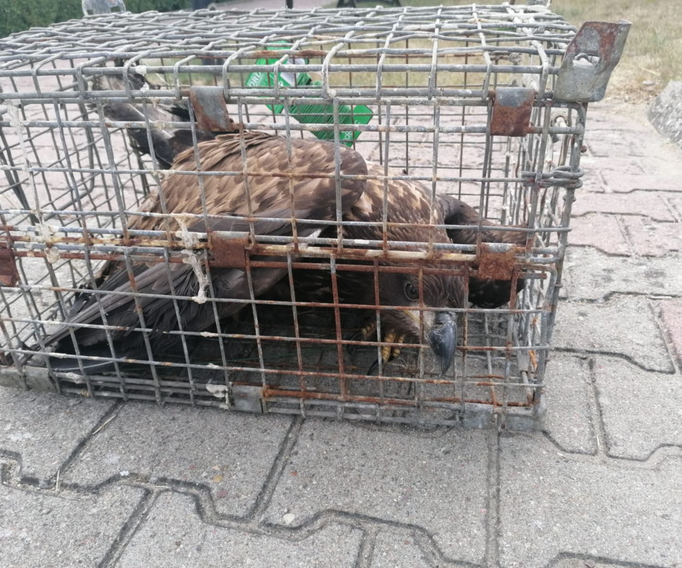 Policjanci uratowali Orła