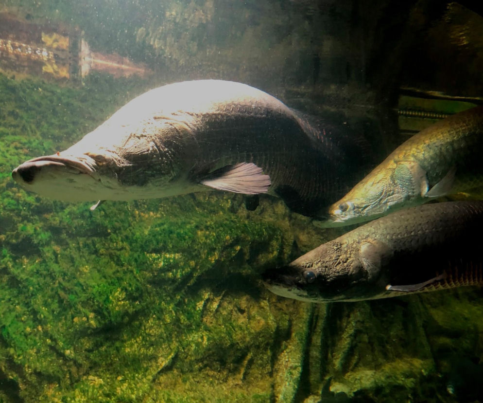Arapaima Płock