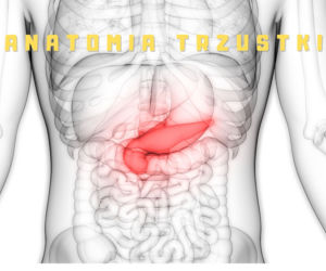 Anatomia ludzkiej trzustki